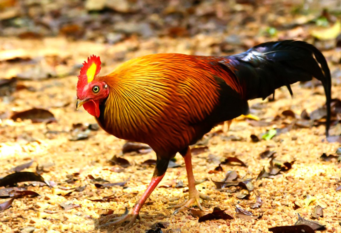 Birds Watching - Image 2