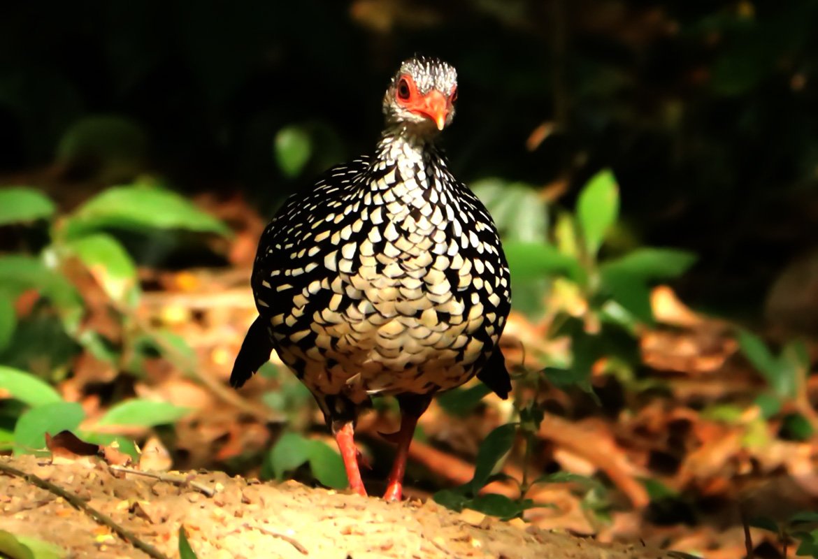 Birds Watching - Image 5