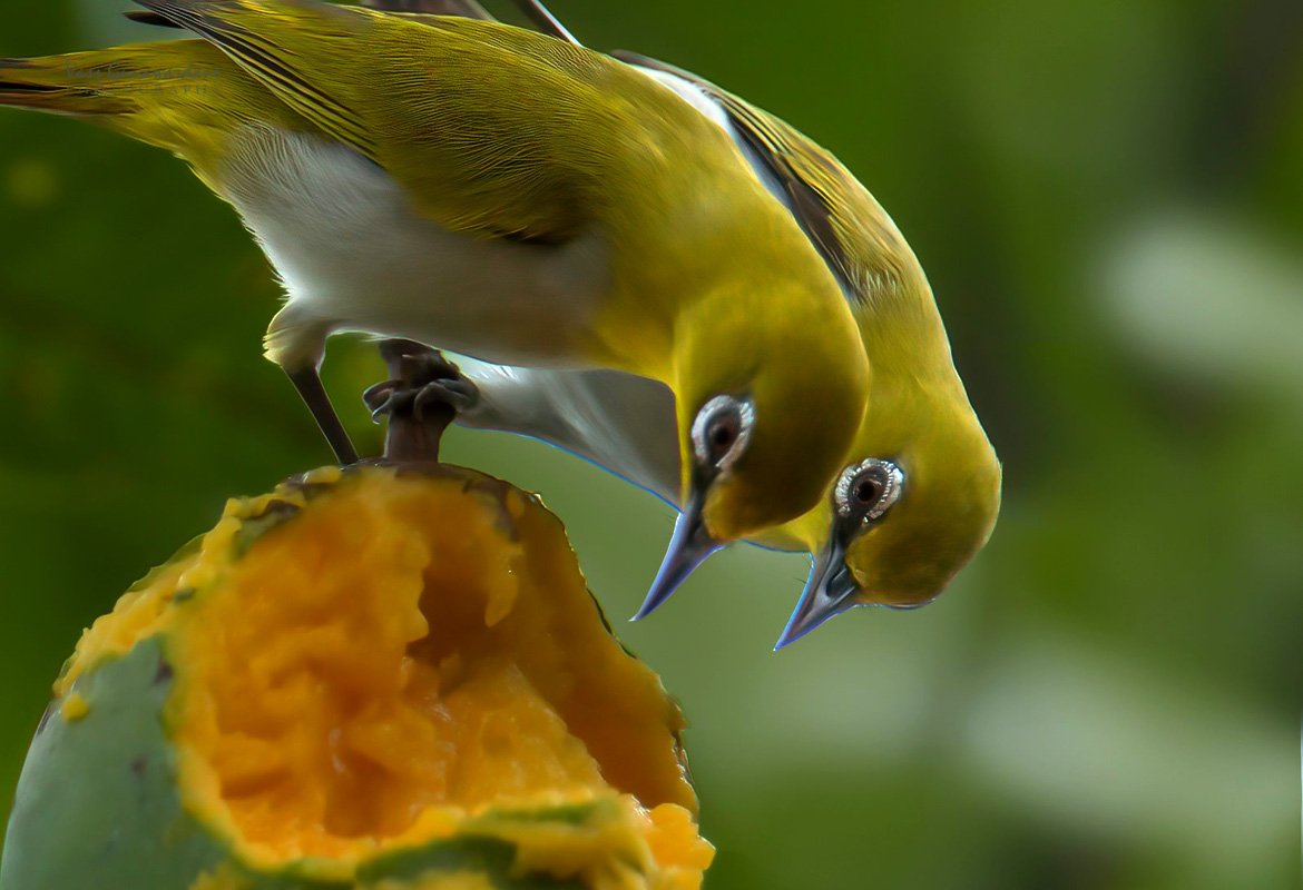Birds Watching - Image 6
